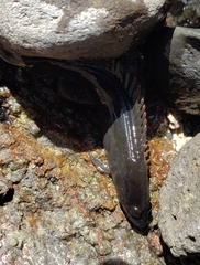 Acanthoclinus fuscus