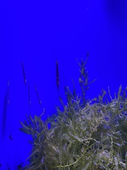 Centriscus scutatus