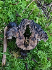 Sarcodon stereosarcinon