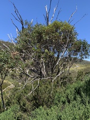 Eucalyptus pauciflora niphophila