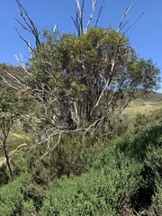 Eucalyptus pauciflora niphophila