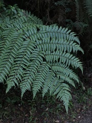 Alsophila loheri