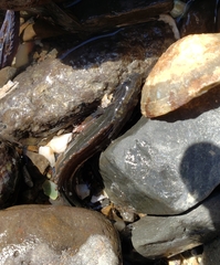 Acanthoclinus fuscus