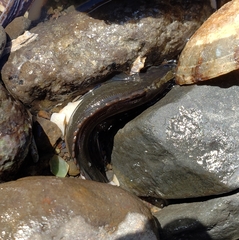 Acanthoclinus fuscus