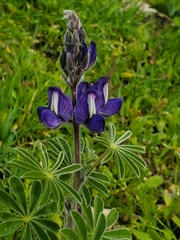 Lupinus pilosus