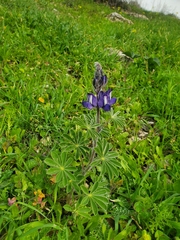 Lupinus pilosus