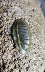 Chiton glaucus