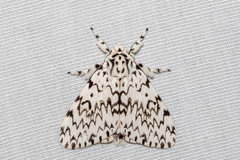 Lymantria singapura