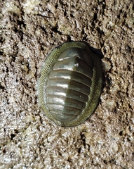 Chiton glaucus