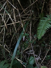 Tripterospermum luzonense