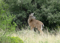 Odocoileus virginianus carminis