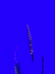 Centriscus scutatus
