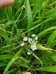 Allium