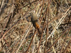 Phoenicurus auroreus