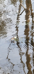 Hydrocharitaceae