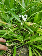 Allium