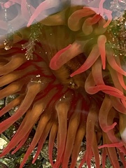 Cribrinopsis albopunctata