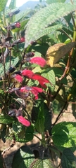 Salvia quitensis