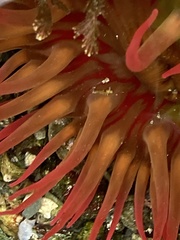 Cribrinopsis albopunctata