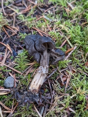 Helvella vespertina