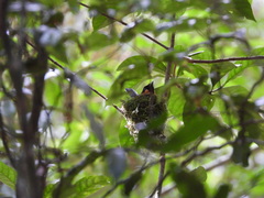 Symposiachrus trivirgatus