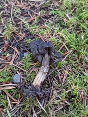 Helvella vespertina