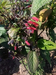 Salvia quitensis