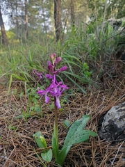Orchis anatolica