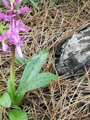 Orchis anatolica