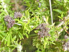Adenostoma fasciculatum