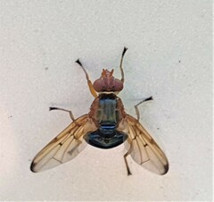 Lamprogaster flavipennis