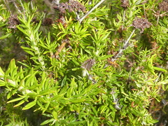 Adenostoma fasciculatum