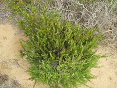 Adenostoma fasciculatum