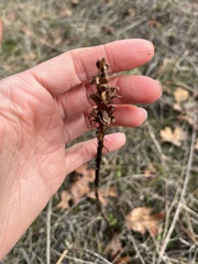 Platanthera transversa