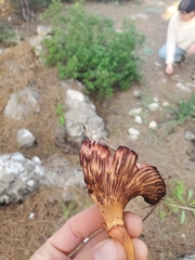 Agaricomycetes