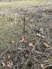 Platanthera transversa