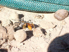 Pompiloidea