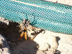 Pompiloidea