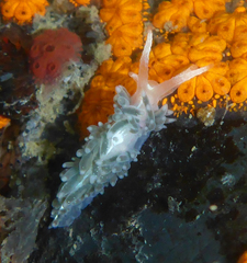 Coryphella cooperi