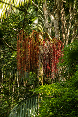 Archontophoenix cunninghamiana