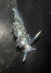 Coryphella cooperi