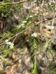 Baeckea linifolia