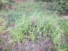 Poaceae