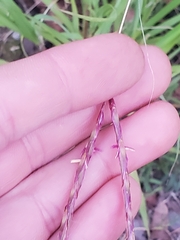 Poaceae