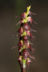 Genoplesium filiforme