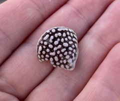 Mollusca