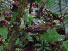 Anolis chrysolepis
