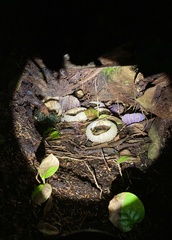 Mesocentrotus franciscanus