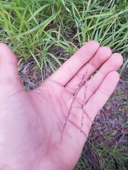Poaceae