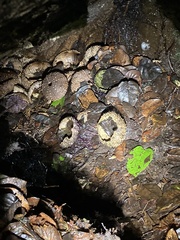 Mesocentrotus franciscanus